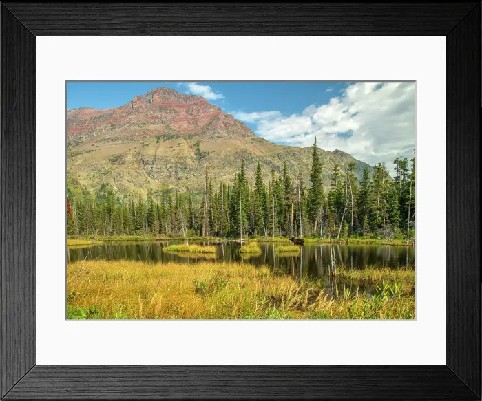 Framed Print : USA; Montana; Waterton Glacier International Peace Park; Glacier; National Park; UNESCO World heritage; Two Medicine Lake, Moose Framed Print : USA; Montana; Waterton Glacier International Peace Park; Glacier; National Park; UNESCO World heritage; Two Medicine Lake, Moose