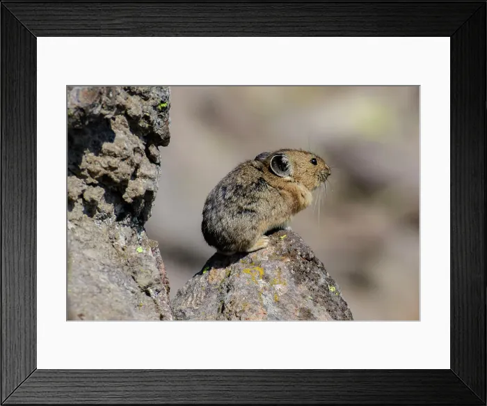 Framed Print : USA; Montana; Waterton Glacier International Peace Park; Glacier; National Park; UNESCO World heritage; Ochotona princeps, Pika Framed Print : USA; Montana; Waterton Glacier International Peace Park; Glacier; National Park; UNESCO World heritage; Ochotona princeps, Pika