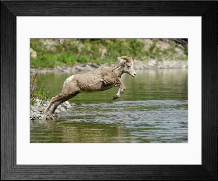 Framed Print : USA, Montana, Waterton-Glacier International Peace Park, Glacier National Park, UNESCO World heritage, Two Medicine Lake, Bighorn Sheep, Ovis canadensis Framed Print : USA, Montana, Waterton-Glacier International Peace Park, Glacier National Park, UNESCO World heritage, Two Medicine Lake, Bighorn Sheep, Ovis canadensis