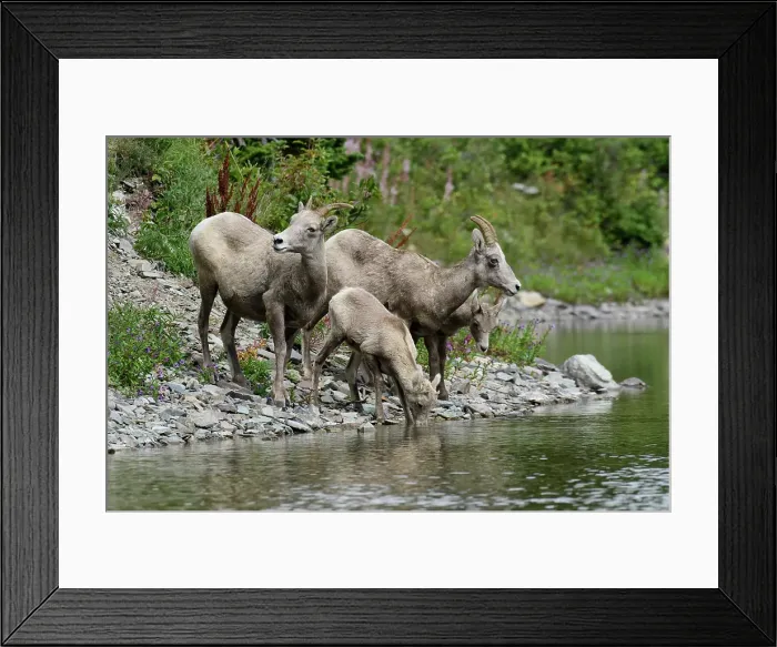Framed Print : USA, Montana, Waterton-Glacier International Peace Park, Glacier National Park, UNESCO World heritage, Two Medicine Lake, Bighorn Sheep, Ovis canadensis Framed Print : USA, Montana, Waterton-Glacier International Peace Park, Glacier National Park, UNESCO World heritage, Two Medicine Lake, Bighorn Sheep, Ovis canadensis