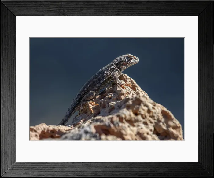 Framed Print : USA, Oregon, Bend, Rancho las Hierbas, Sagebrush lizard, Sceloporus graciosus Framed Print : USA, Oregon, Bend, Rancho las Hierbas, Sagebrush lizard, Sceloporus graciosus