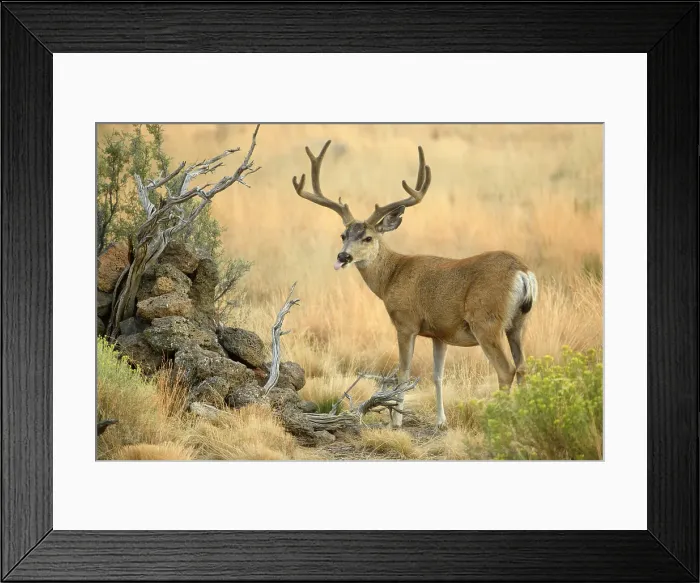 Framed Print : USA, Oregon, Bend, Rancho Las Hierbas, Odocoileus hemionus, Mule deer, buck Framed Print : USA, Oregon, Bend, Rancho Las Hierbas, Odocoileus hemionus, Mule deer, buck