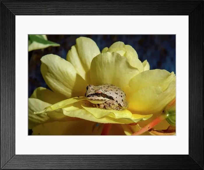 Framed Print : USA, Oregon, Bend, frog, Pacific Tree Frog, Pseudacris regilla Framed Print : USA, Oregon, Bend, frog, Pacific Tree Frog, Pseudacris regilla