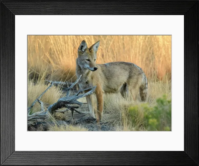Framed Print : USA, Oregon, Canis latrans, Coyote Framed Print : USA, Oregon, Canis latrans, Coyote