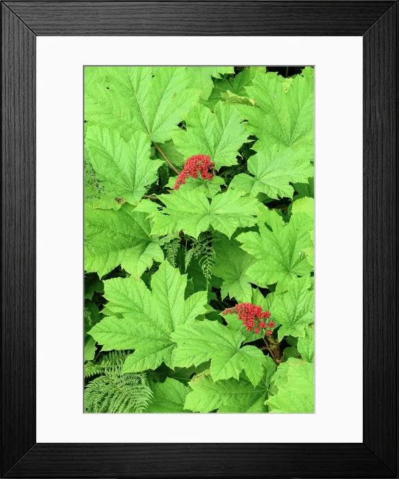 Framed Print : Devil's Club (Oplopanax horridus), Haines, Alaska, USA Framed Print : Devil's Club (Oplopanax horridus), Haines, Alaska, USA