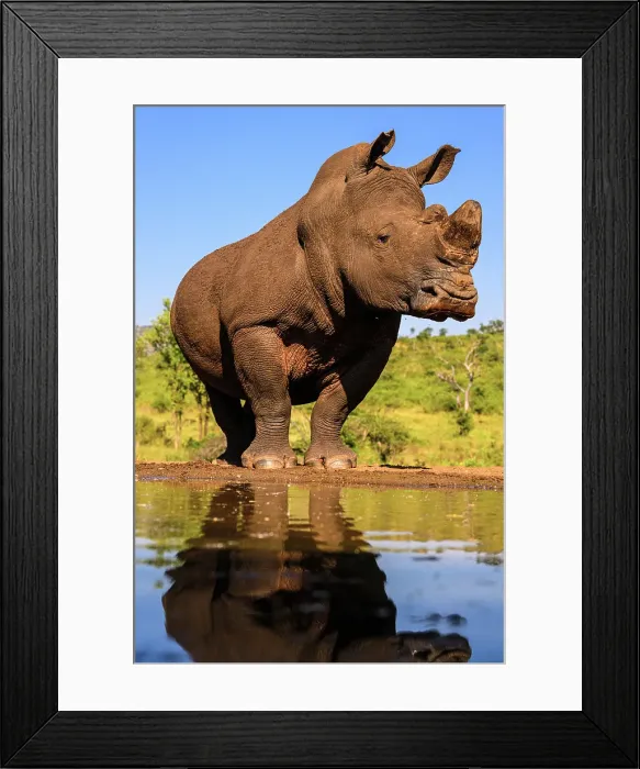 Framed Print : Southern white rhinoceros (Ceratotherium simum simum), Zimanga Private Game Reserve, Mkuze, KwaZulu Natal, South Africa Framed Print : Southern white rhinoceros (Ceratotherium simum simum), Zimanga Private Game Reserve, Mkuze, KwaZulu Natal, South Africa