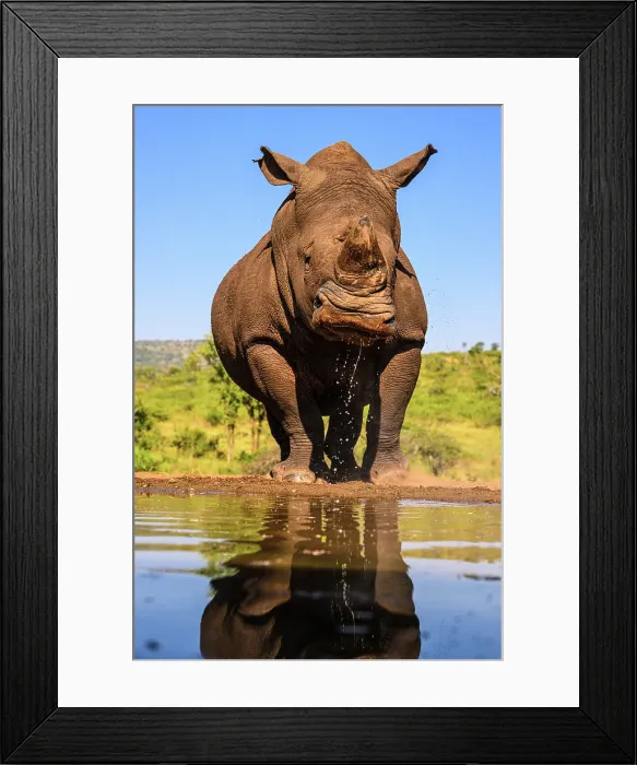 Framed Print : Southern white rhinoceros (Ceratotherium simum simum), Zimanga Private Game Reserve, Mkuze, KwaZulu Natal, South Africa Framed Print : Southern white rhinoceros (Ceratotherium simum simum), Zimanga Private Game Reserve, Mkuze, KwaZulu Natal, South Africa