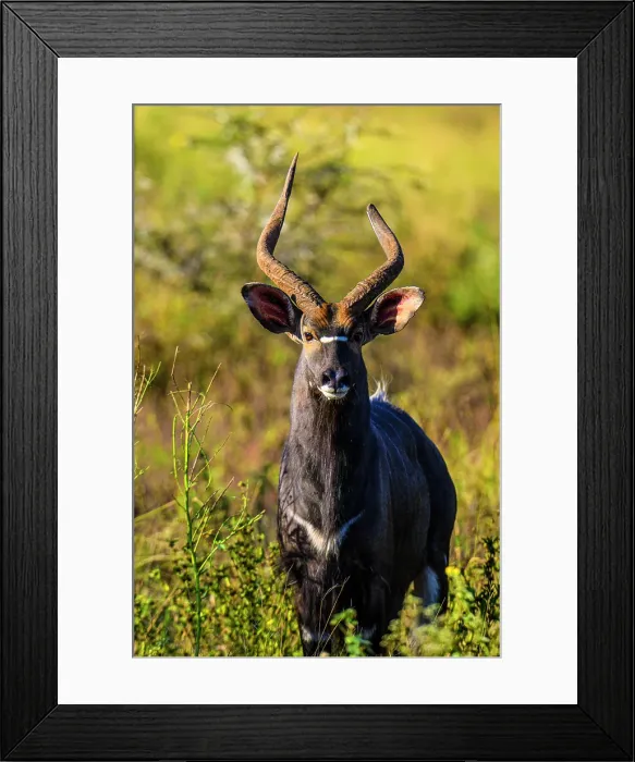 Framed Print : Nyala (Tragelaphus angasii), Zimanga Private Game Reserve, Mkuze, KwaZulu Natal, South Africa Framed Print : Nyala (Tragelaphus angasii), Zimanga Private Game Reserve, Mkuze, KwaZulu Natal, South Africa