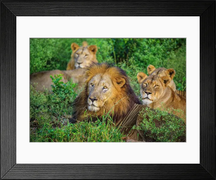 Framed Print : African lion (Panthera leo), Zimanga Private Game Reserve, Mkuze, KwaZulu Natal, South Africa Framed Print : African lion (Panthera leo), Zimanga Private Game Reserve, Mkuze, KwaZulu Natal, South Africa