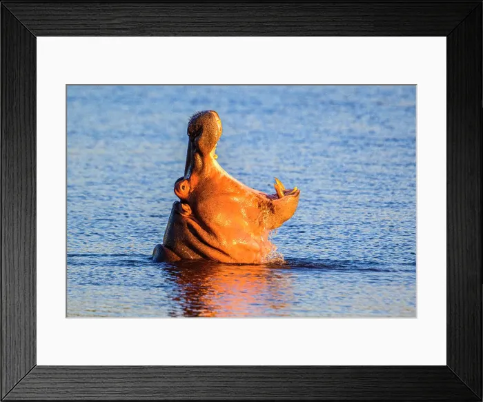 Framed Print : Hippopotamus (Hippopotamus amphibius), Zimanga Private Game Reserve, Mkuze, KwaZulu Natal, South Africa