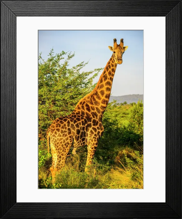 Framed Print : Southern giraffe (Giraffa giraffa), Zimanga Private Game Reserve, Mkuze, KwaZulu Natal, South Africa Framed Print : Southern giraffe (Giraffa giraffa), Zimanga Private Game Reserve, Mkuze, KwaZulu Natal, South Africa