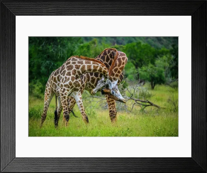 Framed Print : Southern giraffe (Giraffa giraffa). Two males fighting, Zimanga Private Game Reserve, Mkuze, KwaZulu Natal, South Africa Framed Print : Southern giraffe (Giraffa giraffa). Two males fighting, Zimanga Private Game Reserve, Mkuze, KwaZulu Natal, South Africa