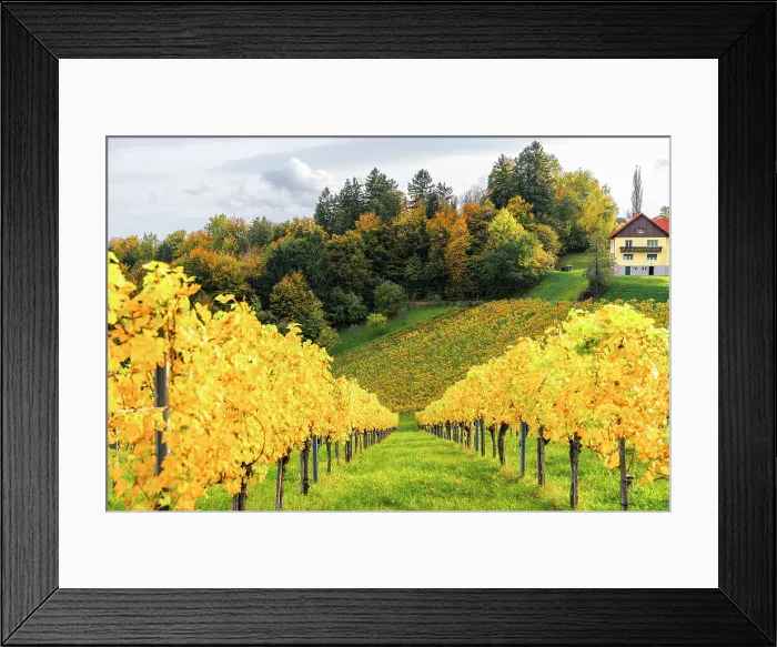 Framed Print : Autumn landscape and vineyards in Spicnik, Slovenia Framed Print : Autumn landscape and vineyards in Spicnik, Slovenia