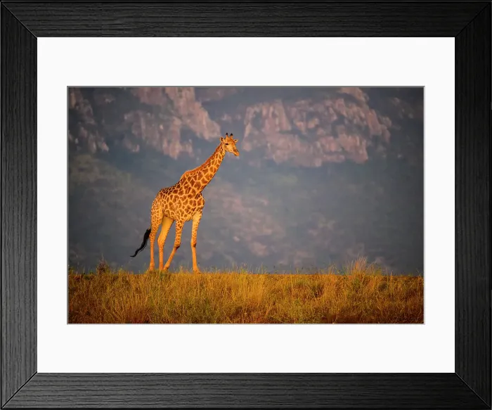 Framed Print : Southern giraffe (Giraffa giraffa), Zimanga Private Game Reserve, Mkuze, KwaZulu Natal, South Africa