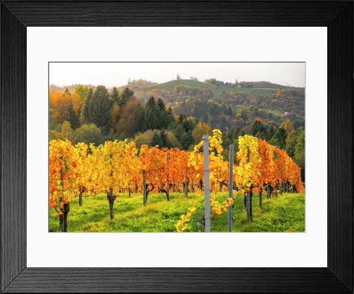 Framed Print : Autumn landscape and vineyards in Spicnik, Slovenia Framed Print : Autumn landscape and vineyards in Spicnik, Slovenia