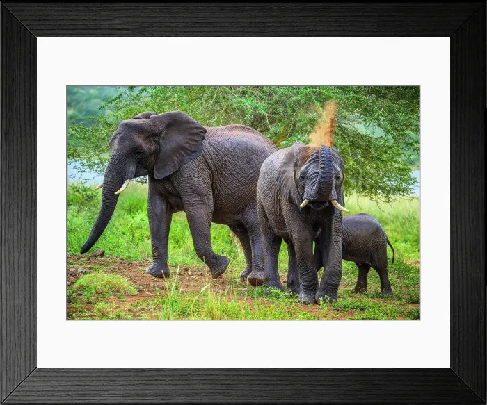 Framed Print : African bush / savannah elephant (Loxodonta africana), Zimanga Private Game Reserve, Mkuze, KwaZulu Natal, South Africa Framed Print : African bush / savannah elephant (Loxodonta africana), Zimanga Private Game Reserve, Mkuze, KwaZulu Natal, South Africa