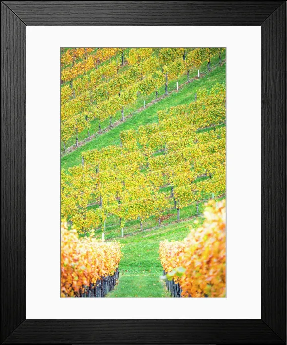 Framed Print : Autumn landscape and vineyards in Spicnik, Slovenia Framed Print : Autumn landscape and vineyards in Spicnik, Slovenia