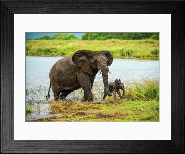 Framed Print : African bush / savannah elephant (Loxodonta africana), Zimanga Private Game Reserve, Mkuze, KwaZulu Natal, South Africa Framed Print : African bush / savannah elephant (Loxodonta africana), Zimanga Private Game Reserve, Mkuze, KwaZulu Natal, South Africa