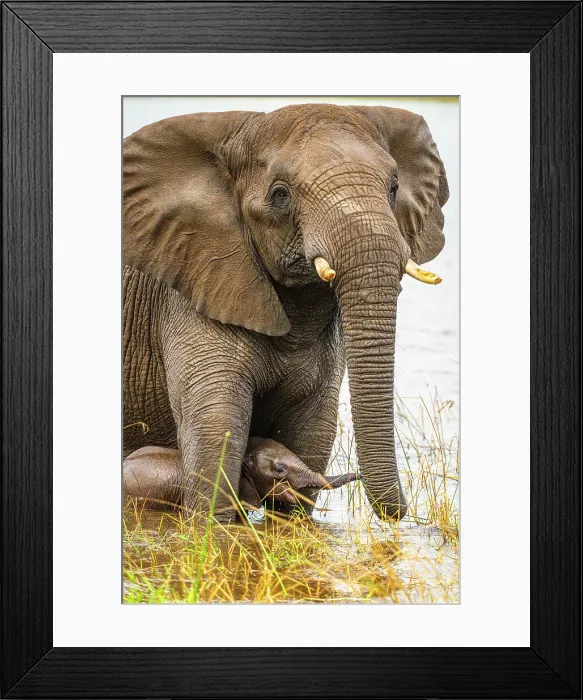 Framed Print : African bush / savannah elephant (Loxodonta africana), Zimanga Private Game Reserve, Mkuze, KwaZulu Natal, South Africa Framed Print : African bush / savannah elephant (Loxodonta africana), Zimanga Private Game Reserve, Mkuze, KwaZulu Natal, South Africa
