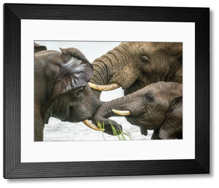 Framed Print : African bush / savannah elephant (Loxodonta africana), Zimanga Private Game Reserve, Mkuze, KwaZulu Natal, South Africa Framed Print : African bush / savannah elephant (Loxodonta africana), Zimanga Private Game Reserve, Mkuze, KwaZulu Natal, South Africa