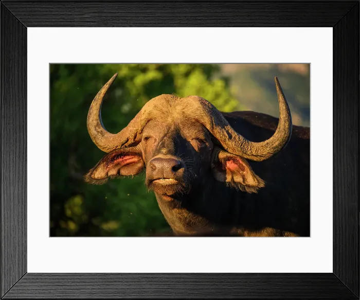 Framed Print : Cape buffalo (Syncerus caffer caffer), Zimanga Private Game Reserve, Mkuze, KwaZulu Natal, South Africa Framed Print : Cape buffalo (Syncerus caffer caffer), Zimanga Private Game Reserve, Mkuze, KwaZulu Natal, South Africa