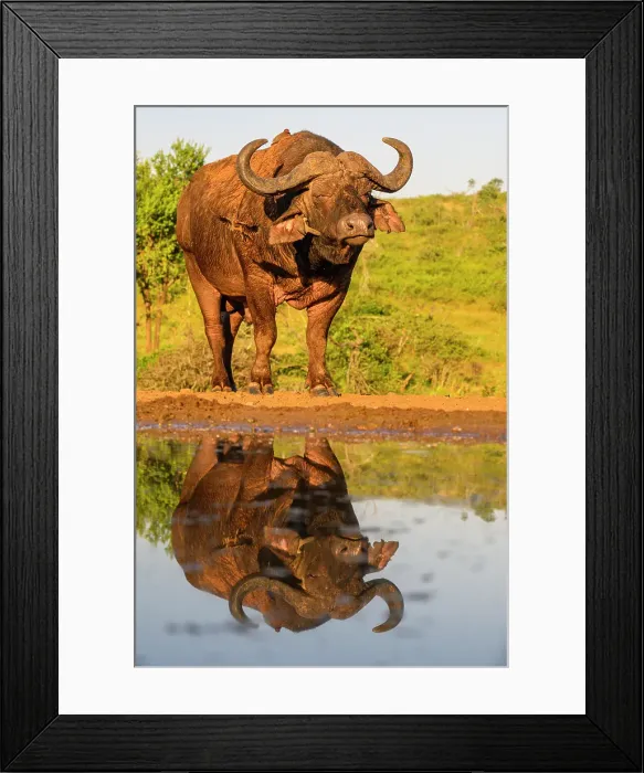 Framed Print : Cape buffalo (Syncerus caffer caffer), Zimanga Private Game Reserve, Mkuze, KwaZulu Natal, South Africa Framed Print : Cape buffalo (Syncerus caffer caffer), Zimanga Private Game Reserve, Mkuze, KwaZulu Natal, South Africa