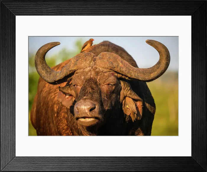 Framed Print : Cape buffalo (Syncerus caffer caffer), Zimanga Private Game Reserve, Mkuze, KwaZulu Natal, South Africa Framed Print : Cape buffalo (Syncerus caffer caffer), Zimanga Private Game Reserve, Mkuze, KwaZulu Natal, South Africa
