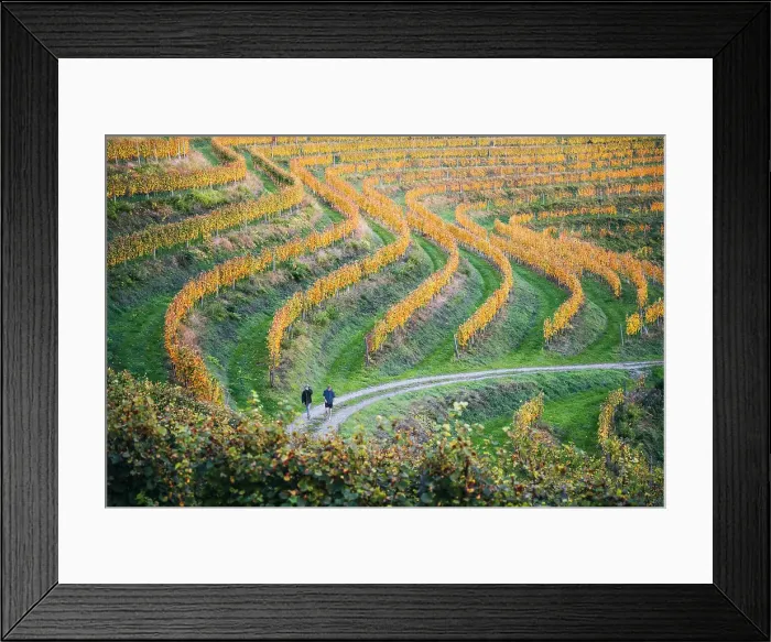 Framed Print : Vineyards at sunset. Jeruzalem wine region, Ormoz, Drava region, Slovenia Framed Print : Vineyards at sunset. Jeruzalem wine region, Ormoz, Drava region, Slovenia