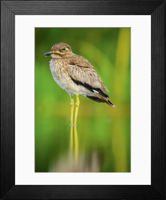 Framed Print : Water thick-knee (Burhinus vermiculatus), Zimanga Private Game Reserve, Mkuze, KwaZulu Natal, South Africa Framed Print : Water thick-knee (Burhinus vermiculatus), Zimanga Private Game Reserve, Mkuze, KwaZulu Natal, South Africa