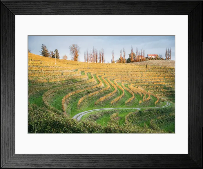 Framed Print : Vineyards at sunset. Jeruzalem wine region, Ormoz, Drava region, Slovenia Framed Print : Vineyards at sunset. Jeruzalem wine region, Ormoz, Drava region, Slovenia