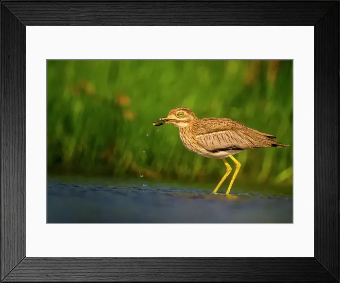 Framed Print : Water thick-knee (Burhinus vermiculatus), Zimanga Private Game Reserve, Mkuze, KwaZulu Natal, South Africa Framed Print : Water thick-knee (Burhinus vermiculatus), Zimanga Private Game Reserve, Mkuze, KwaZulu Natal, South Africa