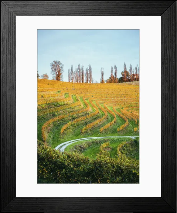 Framed Print : Vineyards at sunset. Jeruzalem wine region, Ormoz, Drava region, Slovenia Framed Print : Vineyards at sunset. Jeruzalem wine region, Ormoz, Drava region, Slovenia