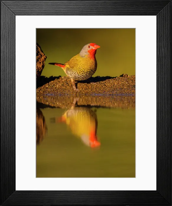 Framed Print : Green-winged pytilia (Pytilia melba), Zimanga Private Game Reserve, Mkuze, KwaZulu Natal, South Africa Framed Print : Green-winged pytilia (Pytilia melba), Zimanga Private Game Reserve, Mkuze, KwaZulu Natal, South Africa