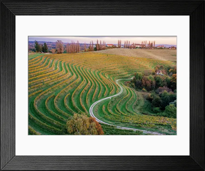 Framed Print : Vineyards at sunset. Jeruzalem wine region, Ormoz, Drava region, Slovenia Framed Print : Vineyards at sunset. Jeruzalem wine region, Ormoz, Drava region, Slovenia