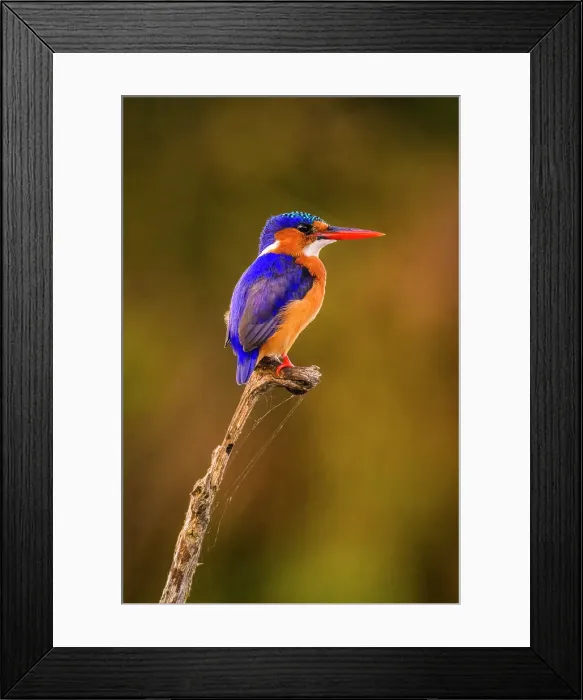 Framed Print : Malachite kingfisher (Corythornis cristatus), Zimanga Private Game Reserve, Mkuze, KwaZulu Natal, South Africa Framed Print : Malachite kingfisher (Corythornis cristatus), Zimanga Private Game Reserve, Mkuze, KwaZulu Natal, South Africa