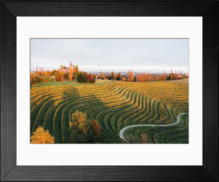 Framed Print : Vineyards at sunset. Jeruzalem wine region, Ormoz, Drava region, Slovenia. Autumn landscape Framed Print : Vineyards at sunset. Jeruzalem wine region, Ormoz, Drava region, Slovenia. Autumn landscape