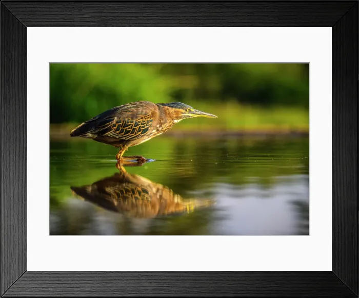Framed Print : Green-backed Heron (Butorides striata), Zimanga Private Game Reserve, Mkuze, KwaZulu Natal, South Africa Framed Print : Green-backed Heron (Butorides striata), Zimanga Private Game Reserve, Mkuze, KwaZulu Natal, South Africa