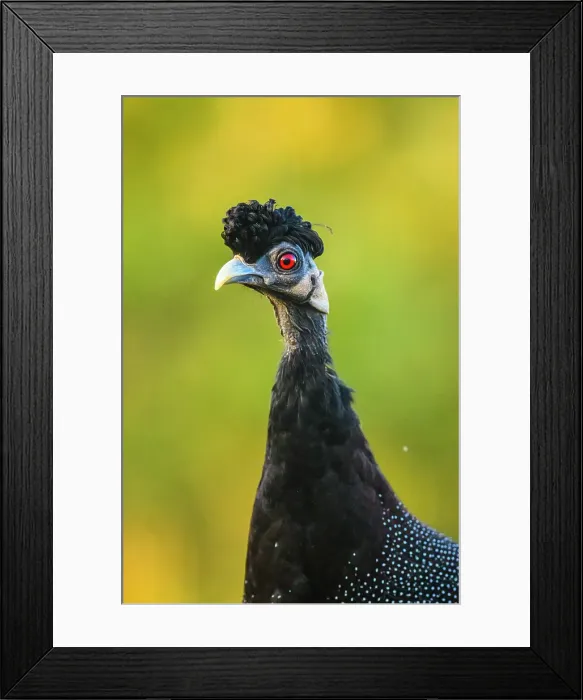 Framed Print : Crested Guineafowl (Guttera edouardi), Zimanga Private Game Reserve, Mkuze, KwaZulu Natal, South Africa Framed Print : Crested Guineafowl (Guttera edouardi), Zimanga Private Game Reserve, Mkuze, KwaZulu Natal, South Africa