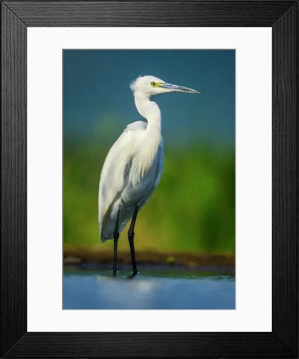 Framed Print : Little egret (Egretta garzetta), Zimanga Private Game Reserve, Mkuze, KwaZulu Natal, South Africa Framed Print : Little egret (Egretta garzetta), Zimanga Private Game Reserve, Mkuze, KwaZulu Natal, South Africa