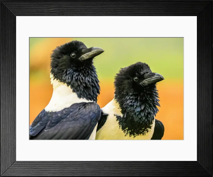 Framed Print : Pied crow (Corvus albus), Zimanga Private Game Reserve, Mkuze, KwaZulu Natal, South Africa Framed Print : Pied crow (Corvus albus), Zimanga Private Game Reserve, Mkuze, KwaZulu Natal, South Africa