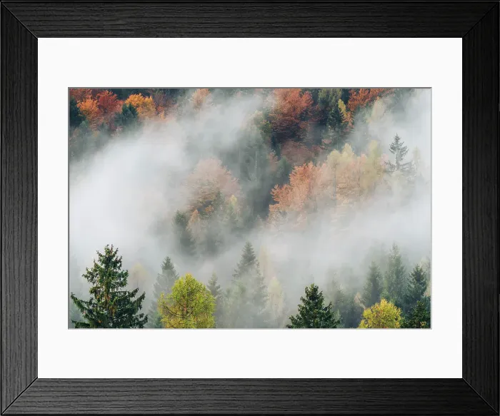 Framed Print : Autumn forest, morning fog. Slovenia, Europe Framed Print : Autumn forest, morning fog. Slovenia, Europe