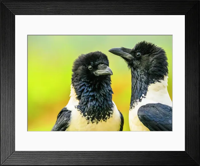 Framed Print : Pied crow (Corvus albus), Zimanga Private Game Reserve, Mkuze, KwaZulu Natal, South Africa Framed Print : Pied crow (Corvus albus), Zimanga Private Game Reserve, Mkuze, KwaZulu Natal, South Africa