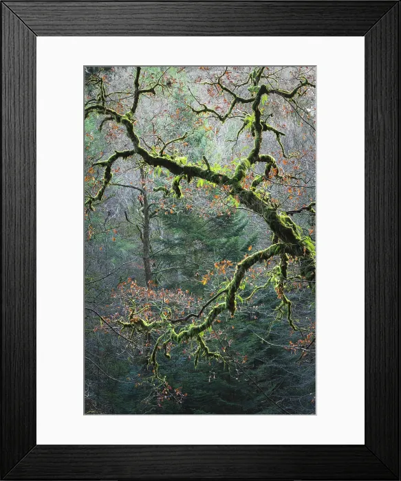 Framed Print : The Hermitage, Dunkeld, Perthshire, Scotland Framed Print : The Hermitage, Dunkeld, Perthshire, Scotland