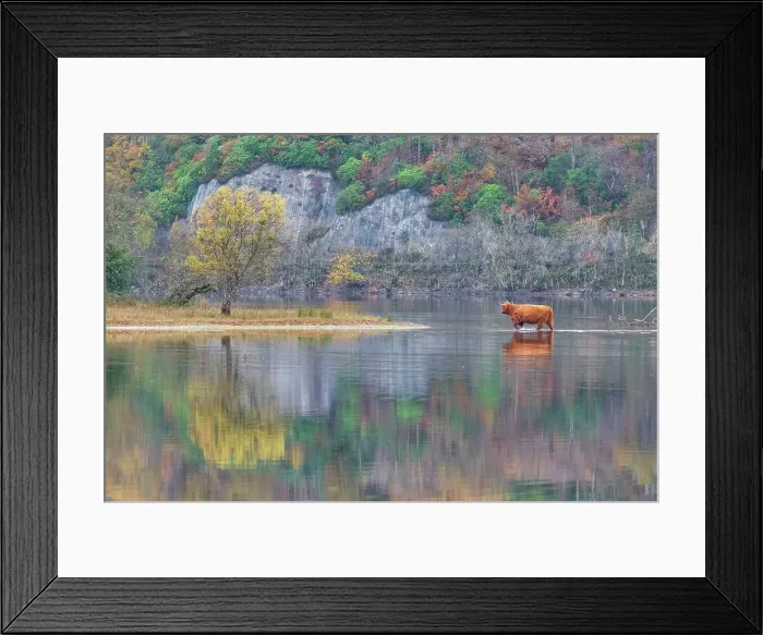 Framed Print : Highland Cow Crossing Loch Awe, Argyll & Bute, Scotland Framed Print : Highland Cow Crossing Loch Awe, Argyll & Bute, Scotland