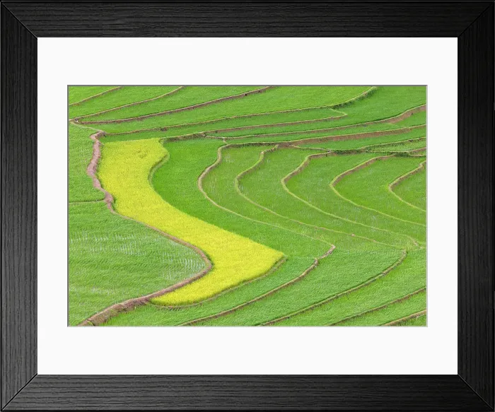 Framed Print : Rice terraces, Tu Le, Yen Bai Province, Vietnam Framed Print : Rice terraces, Tu Le, Yen Bai Province, Vietnam