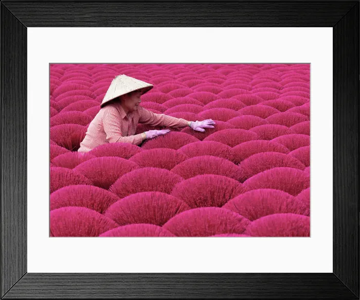 Framed Print : Local woman laying out colourful Incense sticks to dry, Quang Phu Cau village, near Hanoi, Vietnam Framed Print : Local woman laying out colourful Incense sticks to dry, Quang Phu Cau village, near Hanoi, Vietnam