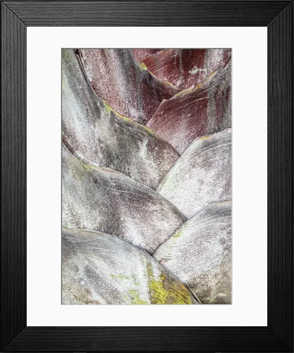 Framed Print : Close-up of a palm tree trunk, Lanzarote, Canary Islands, Spain Framed Print : Close-up of a palm tree trunk, Lanzarote, Canary Islands, Spain