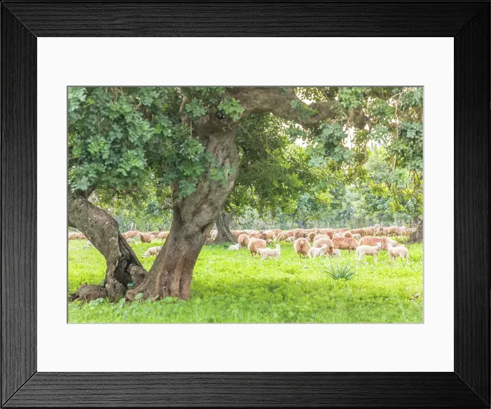Framed Print : Sheep pasture under old trees near Bunyola, Mallorca, Balearic Islands, Spain Framed Print : Sheep pasture under old trees near Bunyola, Mallorca, Balearic Islands, Spain
