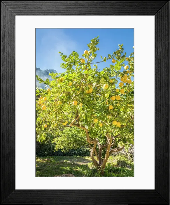 Framed Print : Lemon tree in the mountain village of Estellencs, Serra de Tramuntana, Mallorca, Balearic Islands, Spain Framed Print : Lemon tree in the mountain village of Estellencs, Serra de Tramuntana, Mallorca, Balearic Islands, Spain