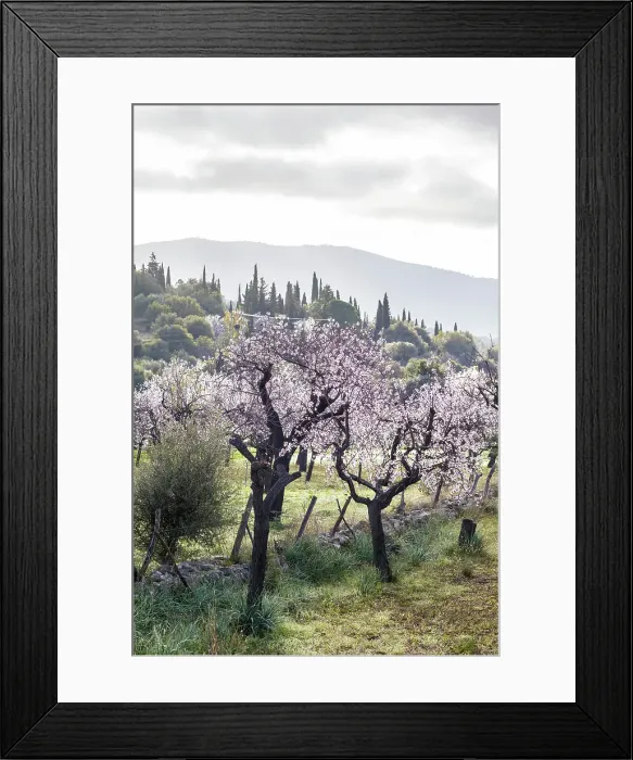 Framed Print : Blossoming almond trees in the morning light near the village of Es Capdella, Mallorca, Balearic Islands, Spain Framed Print : Blossoming almond trees in the morning light near the village of Es Capdella, Mallorca, Balearic Islands, Spain